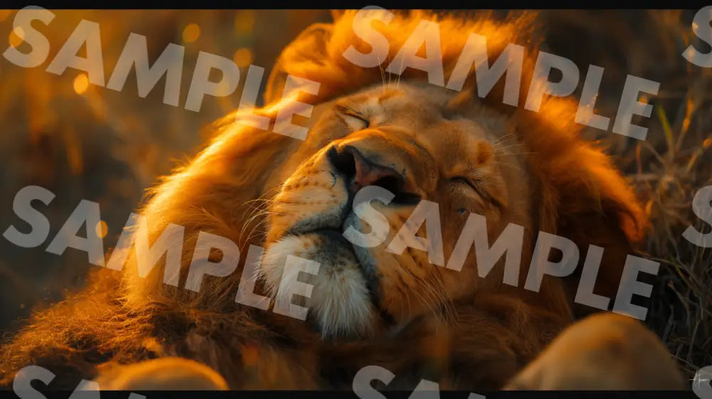 Digital Image Lion’s Rest Wallpaper Dl0038