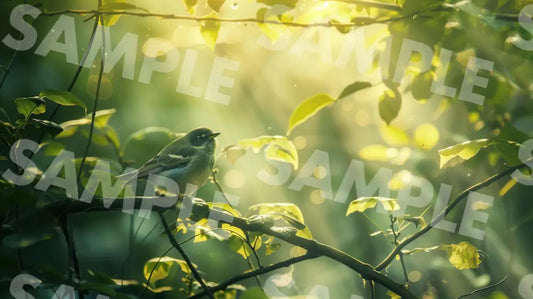 Digital Image Picture Photo Bird In The Forest Wallpaper Background Dl0211