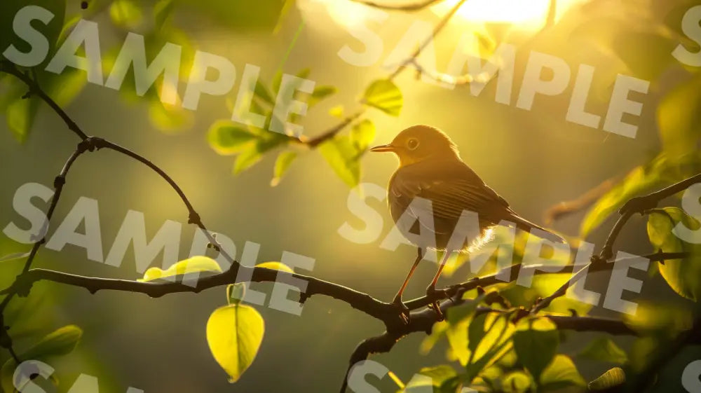 Digital Image Picture Photo Bird Sunshine Wallpaper Background Dl0138