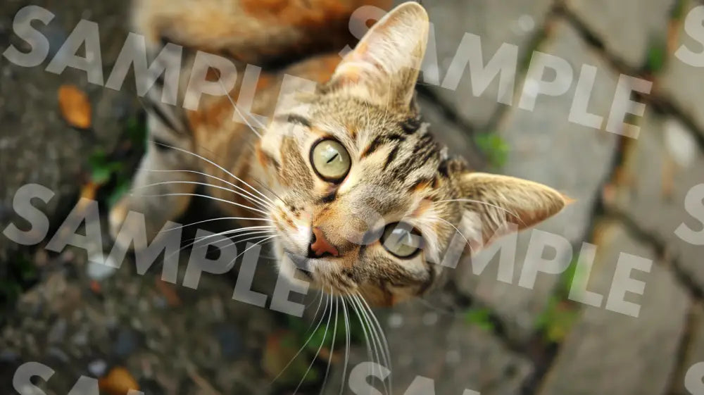 Digital Image Picture Photo Cat In Town Wallpaper Background Dl0444