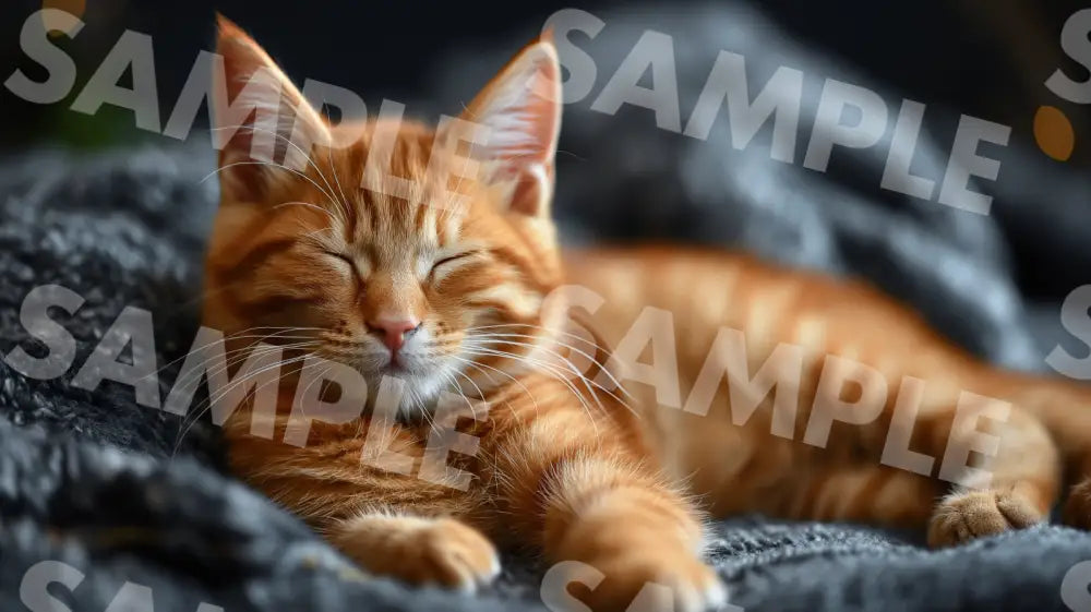 Digital Image Picture Photo Cat Sleeping Wallpaper Background Dl0108