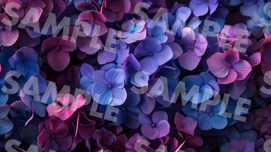 Digital Image Picture Photo Flower Hydrangea Wallpaper Background Dl0544