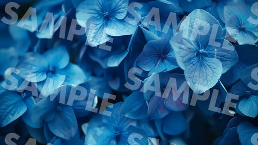 Digital Image Picture Photo Flower Hydrangea Wallpaper Background Dl0545