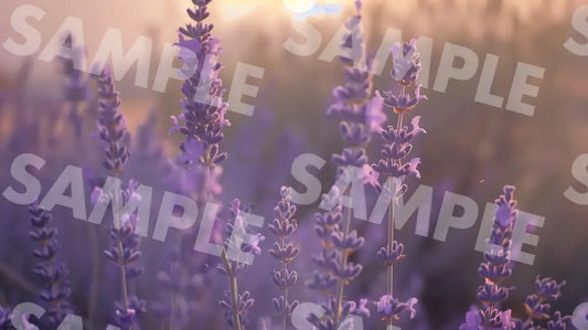 Digital Image Picture Photo Flower Lavender Wallpaper Background Dl0552