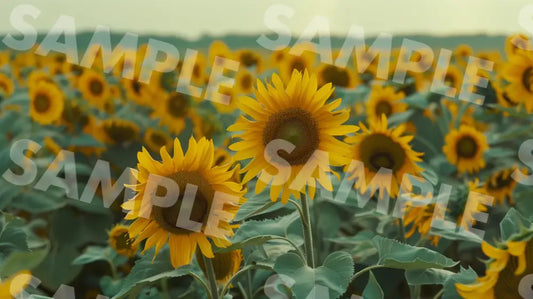 Digital Image Picture Photo Flower Sunflower Wallpaper Background Dl0393