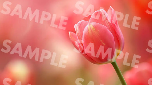 Digital Image Picture Photo Flower Tulip Background Dl0612